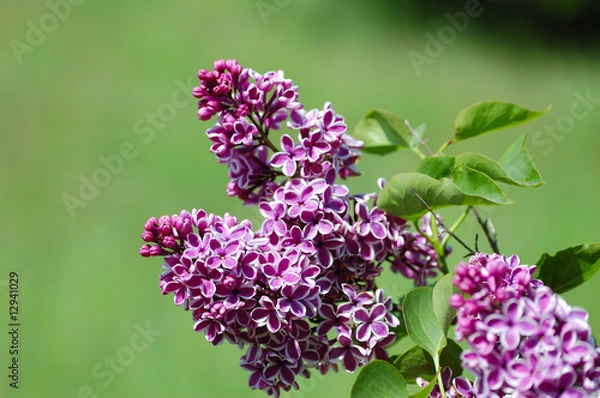 Fototapeta Lilac flowering branch surrounding by green leaves