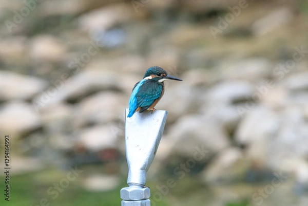 Obraz A Vibrant Kingfisher Perched on a Rock with Its Catch in a Serene River Setting. Summerbird Sitting on a Rock by a Stream, Haman-gun Park Forest, South Gyeongsang Province, South Korea
