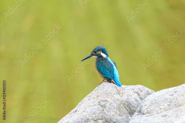 Obraz A Vibrant Kingfisher Perched on a Rock with Its Catch in a Serene River Setting. Summerbird Sitting on a Rock by a Stream, Haman-gun Park Forest, South Gyeongsang Province, South Korea