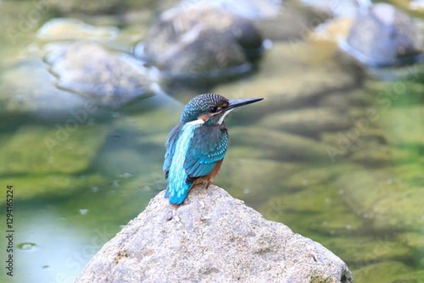Obraz A Vibrant Kingfisher Perched on a Rock with Its Catch in a Serene River Setting. Summerbird Sitting on a Rock by a Stream, Haman-gun Park Forest, South Gyeongsang Province, South Korea
