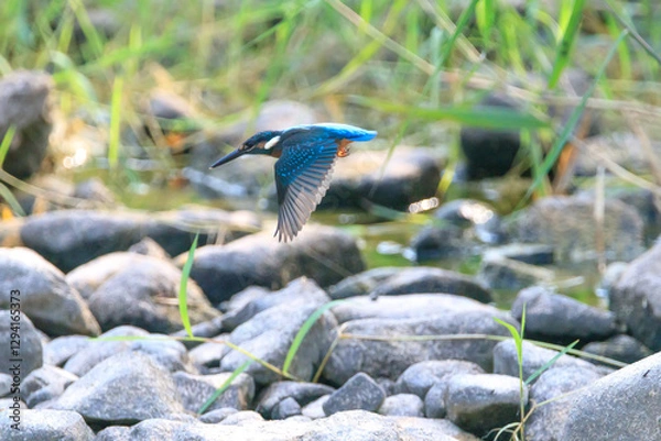 Obraz A Vibrant Kingfisher Perched on a Rock with Its Catch in a Serene River Setting. Summerbird Sitting on a Rock by a Stream, Haman-gun Park Forest, South Gyeongsang Province, South Korea