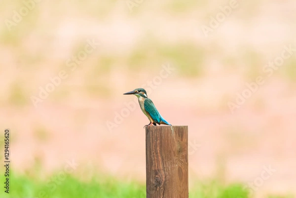 Obraz A Kingfisher Resting on a Tree Branch, Surrounded by Lush Green Foliage in Its Natural Habitat. Summerbird Sitting on Tree branches in Park Forest, Haman-gun, South Gyeongsang Province, South Korea