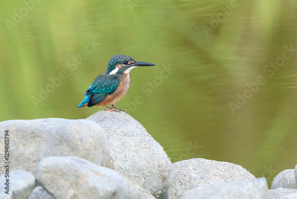 Obraz A Vibrant Kingfisher Perched on a Rock with Its Catch in a Serene River Setting. Summerbird Sitting on a Rock by a Stream, Haman-gun Park Forest, South Gyeongsang Province, South Korea