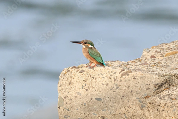 Obraz A Vibrant Kingfisher Perched on a Rock with Its Catch in a Serene River Setting. Summerbird Sitting on a Rock by a Stream, Haman-gun Park Forest, South Gyeongsang Province, South Korea