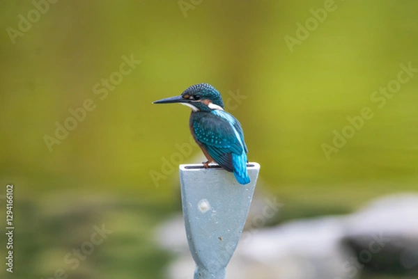 Obraz A Vibrant Kingfisher Perched on a Rock with Its Catch in a Serene River Setting. Summerbird Sitting on a Rock by a Stream, Haman-gun Park Forest, South Gyeongsang Province, South Korea
