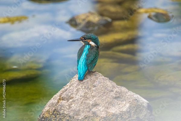 Obraz A Vibrant Kingfisher Perched on a Rock with Its Catch in a Serene River Setting. Summerbird Sitting on a Rock by a Stream, Haman-gun Park Forest, South Gyeongsang Province, South Korea