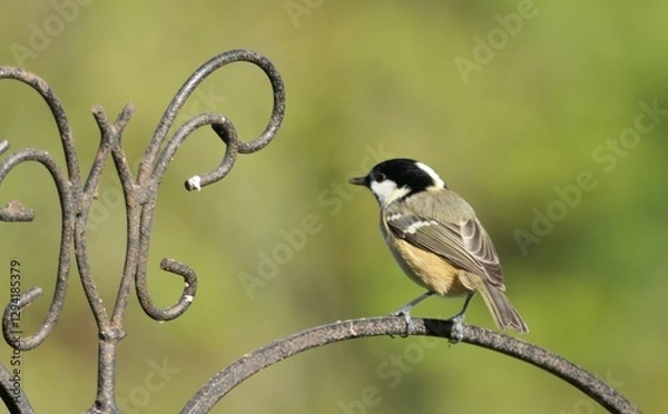 Obraz great tit parus major