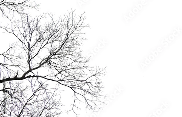 Obraz Dead tree isolated on white background for design.