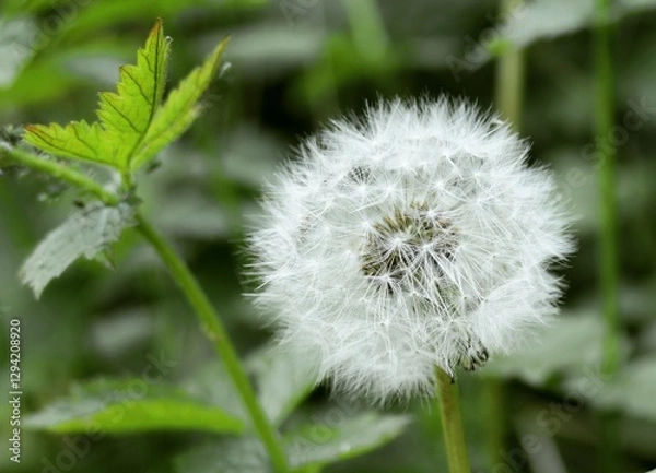 Obraz dandelion on green background