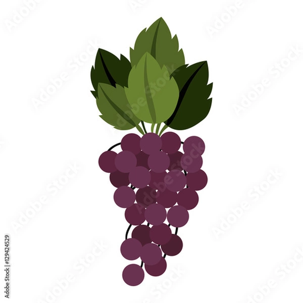 Fototapeta silhouette colorful of bunch grapes with stem and leafs vector illustration