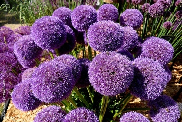 Obraz purple alliums