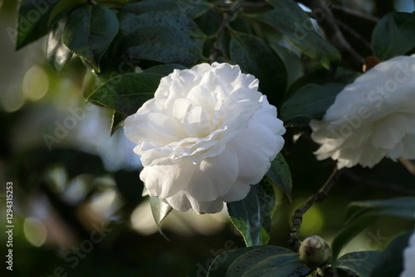Obraz white rose flower