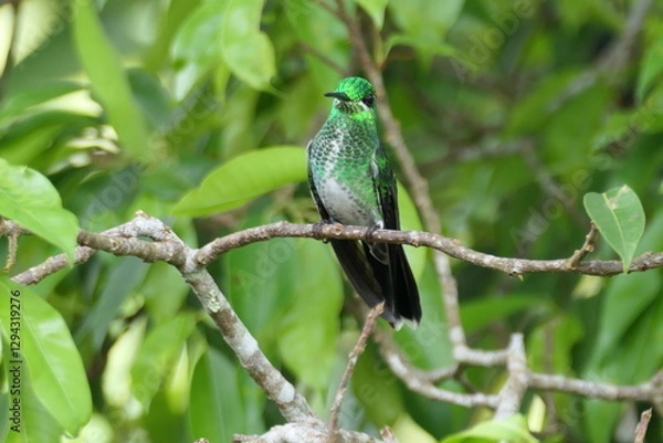 Obraz green hummingbird 