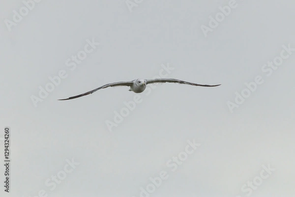 Obraz a seagull flying over the blue sea