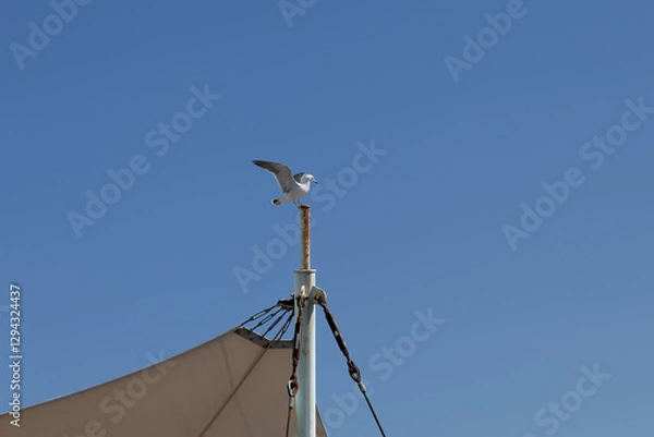 Obraz a seagull flying over the blue sky