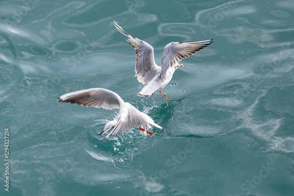 Obraz a seagull flying over the blue sea