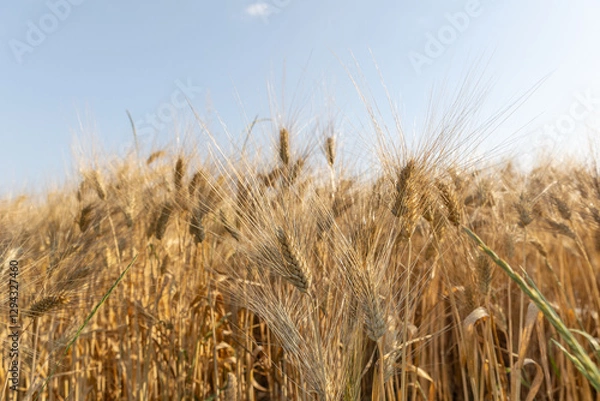 Fototapeta Beautiful scenery of harvesting wheat field on sunset colors, summer period