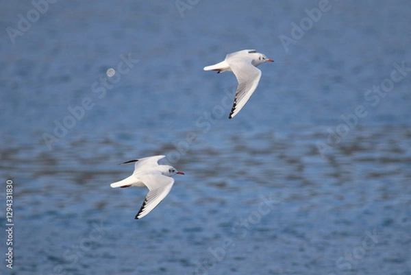 Obraz a seagull flying over the blue sea