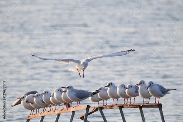 Obraz a seagull flying over the blue sea