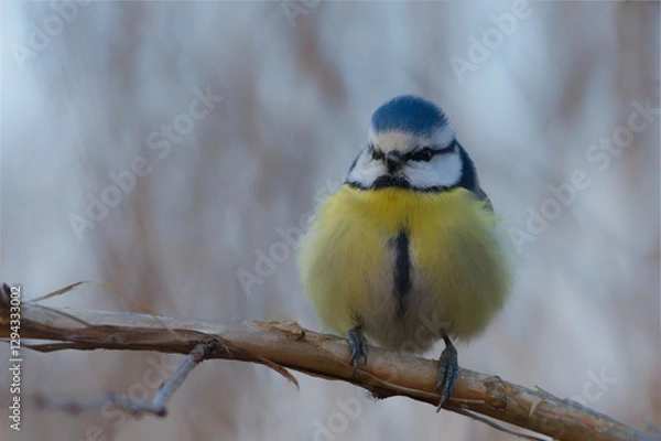 Fototapeta sikora modraszka
