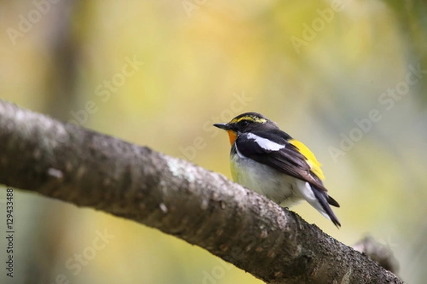 Fototapeta キビタキ,スズメ目,ヒタキ科,ヒタキ亜科