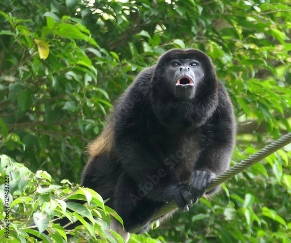 Obraz Howler monkey 