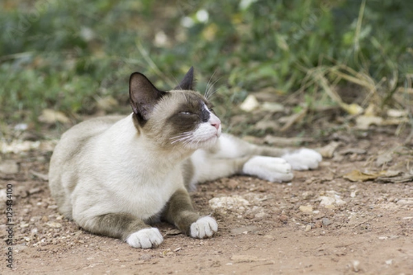 Fototapeta Cat lying on the ground and sniffing nose.