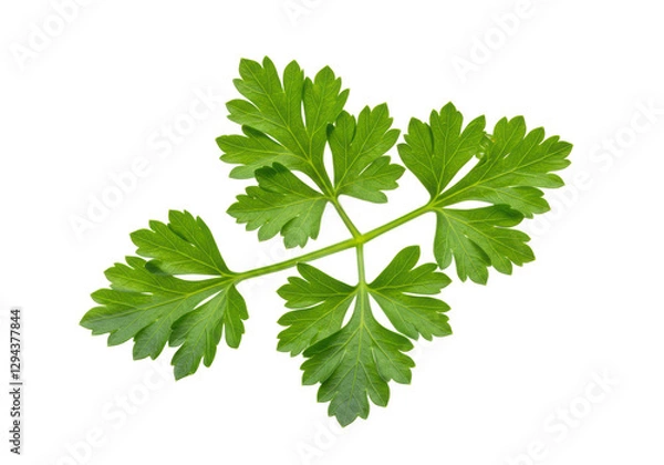 Fototapeta Isolated Parsley Branch with Detailed Leaf Structure