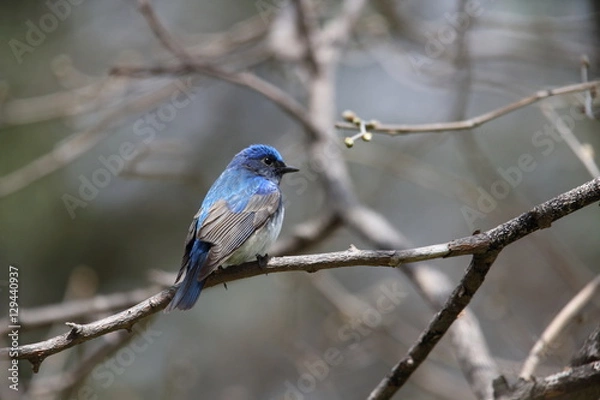 Obraz オオルリ,スズメ目,ヒタキ科,オオルリ属