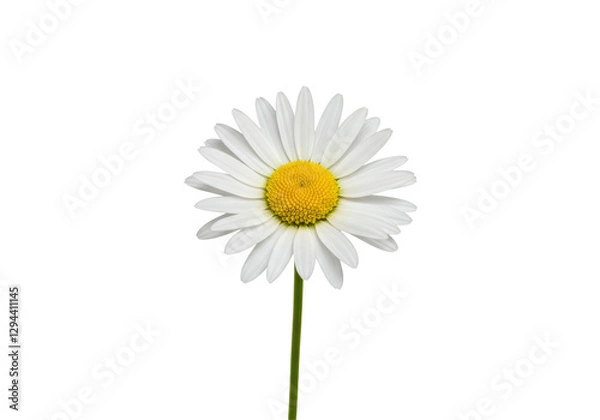 Fototapeta Isolated Single White Daisy Isolated