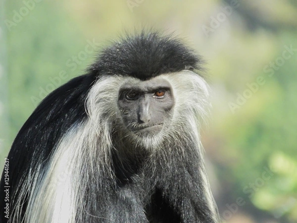 Fototapeta Colobus monkey