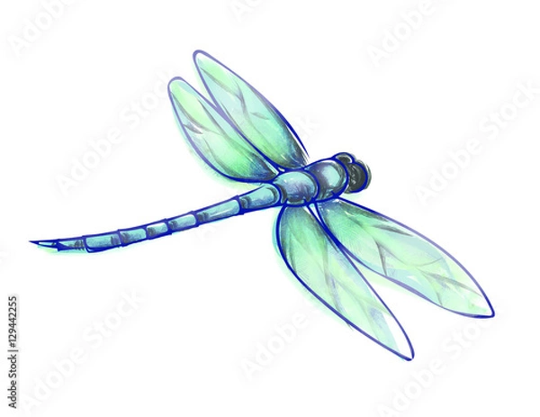 Obraz Painted Dragonfly