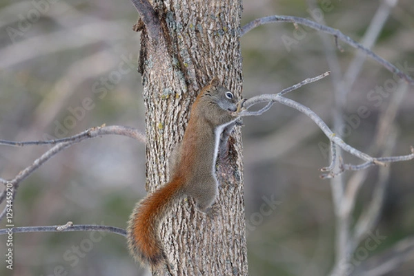 Fototapeta un écureuil sur une branche dans la forêt	