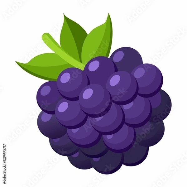 Fototapeta grapes illustration on white background