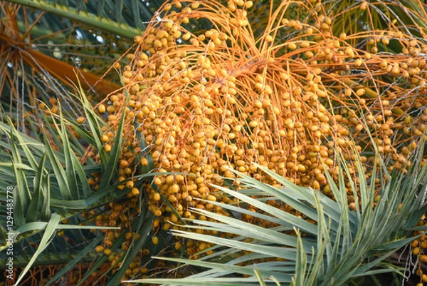 Fototapeta Detail of the dates of a palm tree