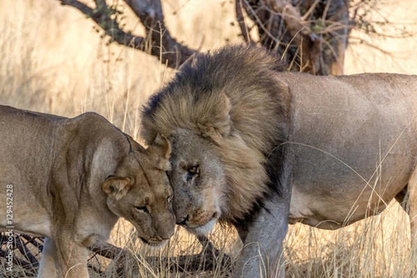 Fototapeta Lions showing affection