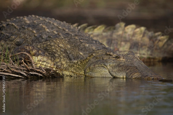 Fototapeta Portrait of a Nile crocodile (Crocodylus niloticus) at Lake Chamo in Ethiopia