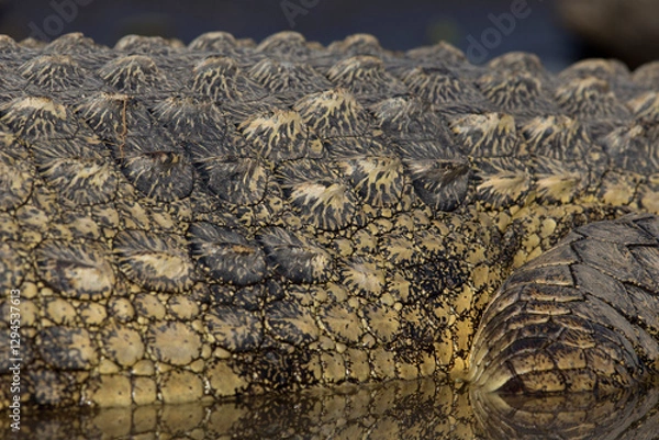 Obraz Closeup of the scales of a Nile crocodile (Crocodylus niloticus) at Lake Chamo in Ethiopa