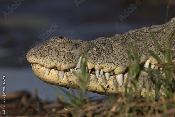 Fototapeta Closeup of the scales of a Nile crocodile (Crocodylus niloticus) at Lake Chamo in Ethiopa
