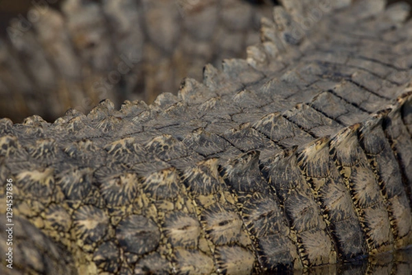 Obraz Closeup of the scales of a Nile crocodile (Crocodylus niloticus) at Lake Chamo in Ethiopa