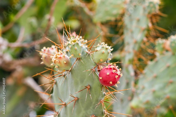 Obraz Opuntia cochenillifera  cactus