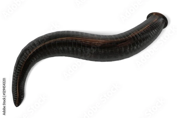 Fototapeta realistic 3d render of leech