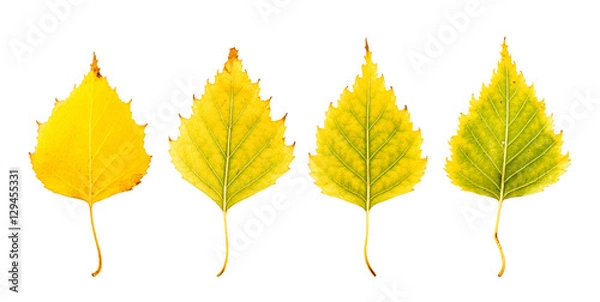 Obraz Close-up Photograph of front and backside of  withering autumnal