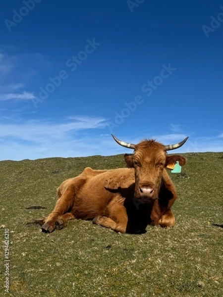 Fototapeta cow in the field