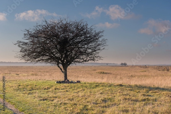 Obraz Kalvebod Faelled