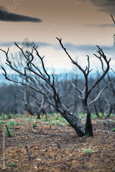 Obraz Burned trees and charred ground showing forest fire damage