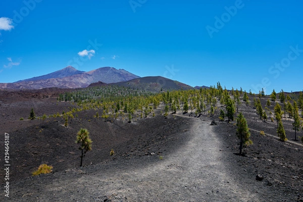 Fototapeta Landscape of vegetation and volcanic terrain in Teide National Park