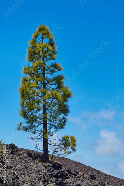 Fototapeta Landscape of vegetation and volcanic terrain in Teide National Park