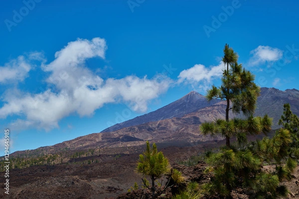 Fototapeta Landscape of vegetation and volcanic terrain in Teide National Park