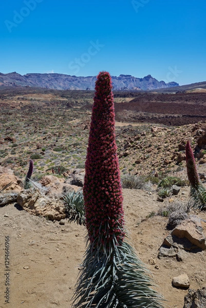 Fototapeta Landscape of vegetation and volcanic terrain in Teide National Park